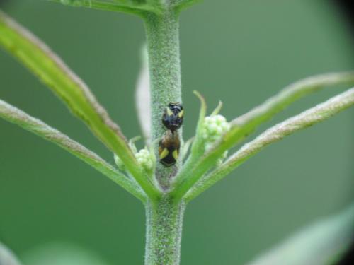 Clastoptera proteus